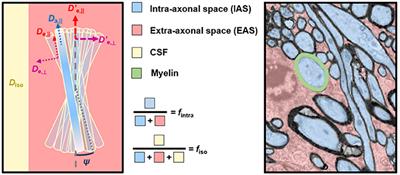 Design and Validation of Diffusion MRI Models of White Matter